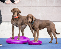 FitPAWSバランスディスク
